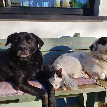 Nocleg ze śniadaniem Great Lawne Kinisi 3km From Carrauntohil V93 Hv56 *